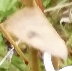 Rivula sericealis