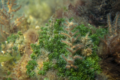 Caulerpa geminata