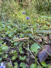Viola banksii