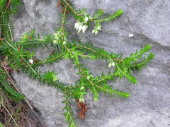 Erica sociorum