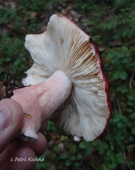 Russula rhodopus