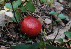 Russula rhodopus