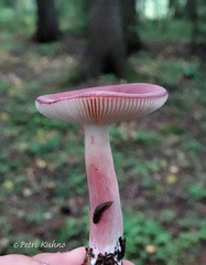 Russula rhodopus