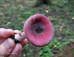 Russula rhodopus
