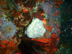 Eunephthya thyrsoidea