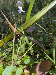 Viola banksii