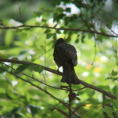 Hypsipetes amaurotis