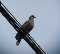 Streptopelia orientalis