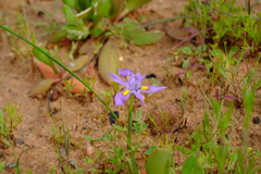 Moraea macrocarpa