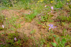 Moraea macrocarpa