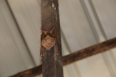 Macronycteris vittatus