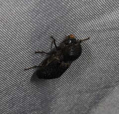 Bostrychopsis jesuita