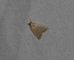 Autocharis mimetica