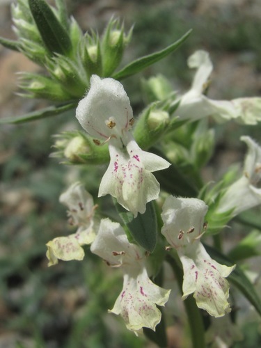 Stachys annua iNat (3)