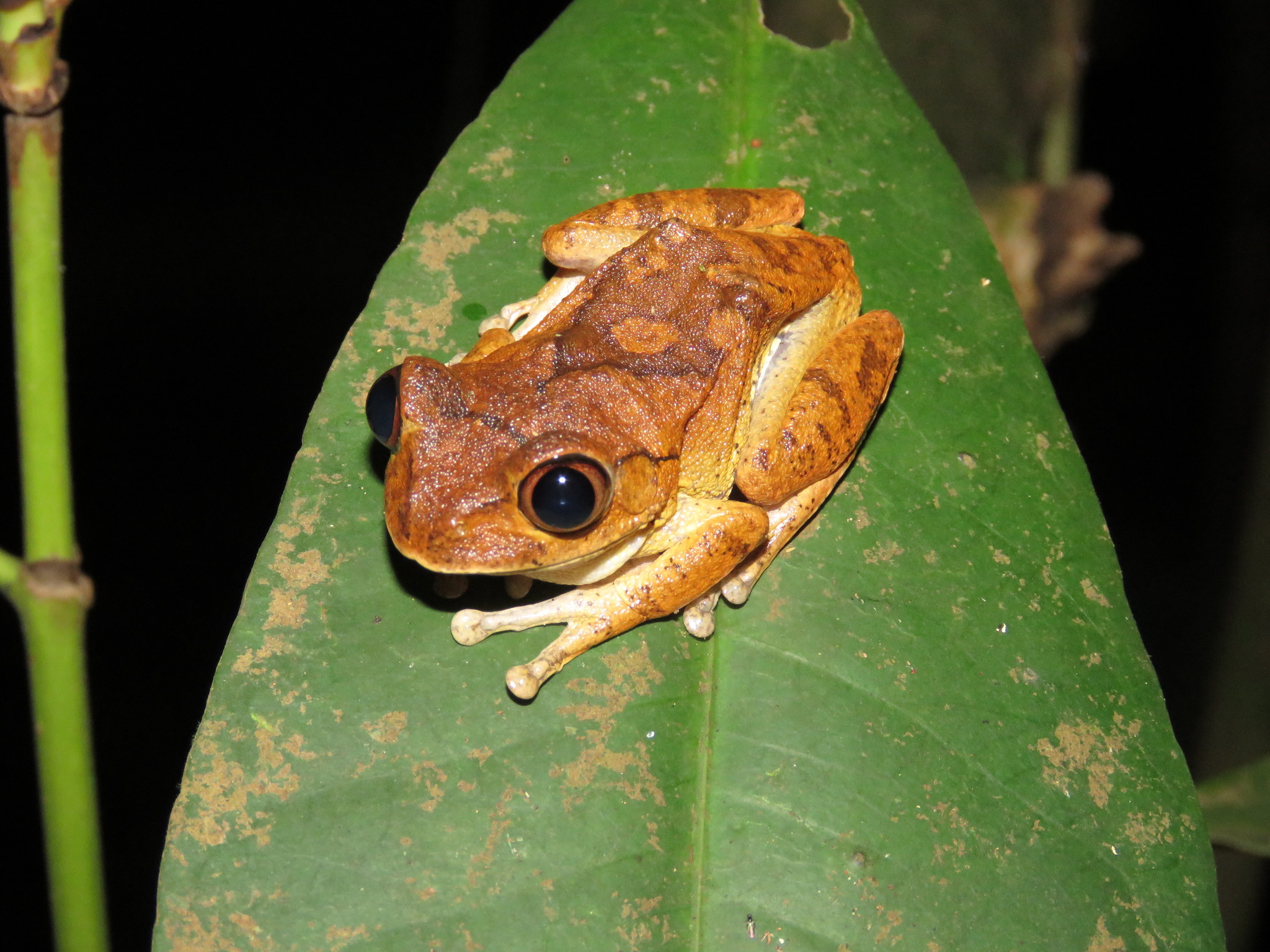 Leptopelis aubryi (Duméril, 1856)