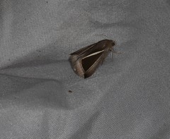 Chalciope alcyona