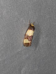 Chrysonoma consularis