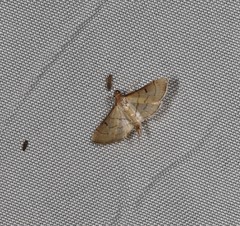 Cnaphalocrocis bilinealis