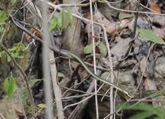 Dendrelaphis inornatus