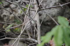 Dendrelaphis inornatus