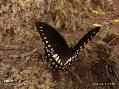 Papilio dravidarum