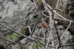 Dendrelaphis inornatus