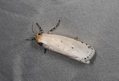 Cryptophasa delocentra