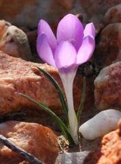 Syringodea longituba