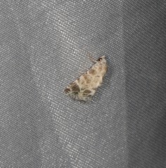 Eublemma glaucochroa