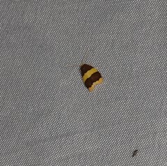 Heterallactis phlogozona