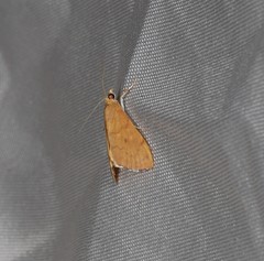 Hyalobathra brevialis