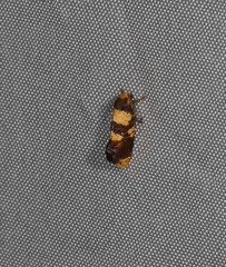 Hypertropha