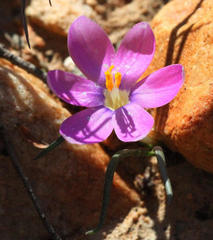Syringodea longituba
