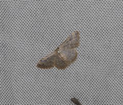 Idaea simplex