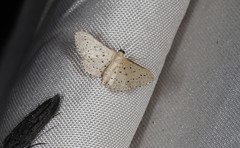Idaea punctatissima