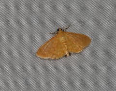 Notarcha chrysoplasta