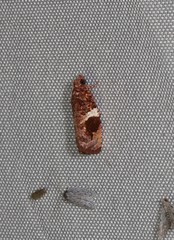 Ophiorrhabda phaeosigma