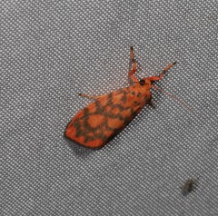 Miltochrista quadrilineata