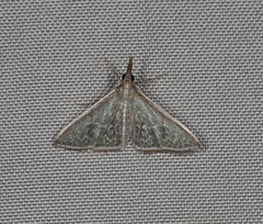 Myrmidonistis hoplora
