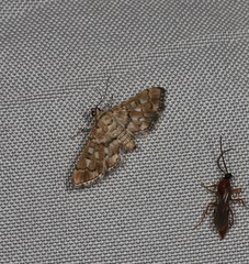 Nacoleia glageropa