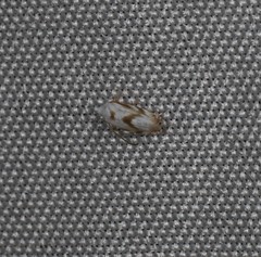 Opostegoides gephyraea