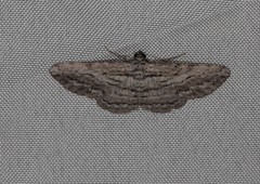 Pachyplocia griseata