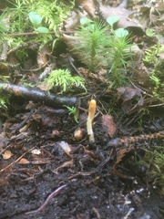 Trichoderma leucopus