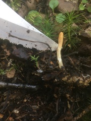 Trichoderma leucopus