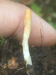 Trichoderma leucopus