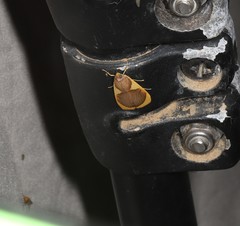 Prooedema inscisalis