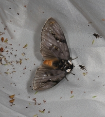 Psalidostetha banksiae