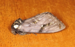 Psalidostetha banksiae