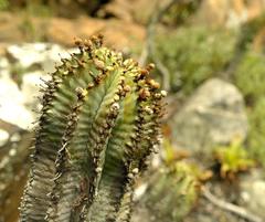 Euphorbia polygona