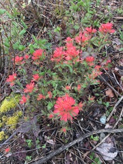 Castilleja hispida hispida